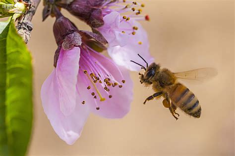 有蜜蜂